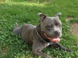 Staffie LOF disponible pour saillie