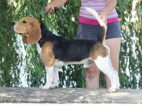 Mâle Beagle de 5 ans, LOF tricolore, disponible pour saillie