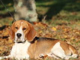 Saillie avec un chien Beagle mâle adulte, LOF tricolore
