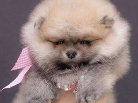 5 chiots Spitz Pomeranian miniature à vendre, LOF bicolores