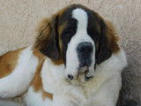 Chien Saint-Bernard tricolore (LOF), disponible pour des saillies