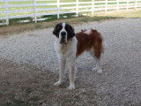 Chien Saint-Bernard tricolore (LOF), disponible pour des saillies
