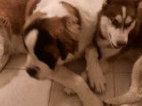 Chien Saint-Bernard tricolore (LOF), disponible pour des saillies