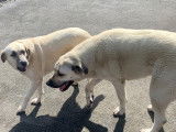 Chien Kangal Mâle à donner