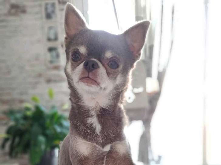 Chihuahua disponible pour saillie