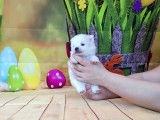 Chiots de race Loulou de Poméranie à vendre (2 femelles & 1 mâle)