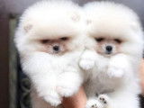 Chiots de race Loulou de Poméranie à vendre (2 femelles & 1 mâle)