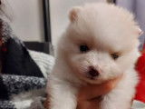 Chiots de race Loulou de Poméranie à vendre (2 femelles & 1 mâle)