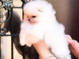 Chiots de race Loulou de Poméranie à vendre (2 femelles & 1 mâle)