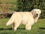 Mâle Golden de couleur sable pour saillie