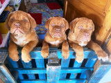 Chiots mâles Dogue de Bordeaux LOF à vendre