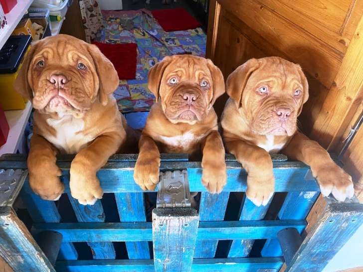 Chiots mâles Dogue de Bordeaux LOF à vendre