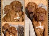Chiots mâles Dogue de Bordeaux LOF à vendre