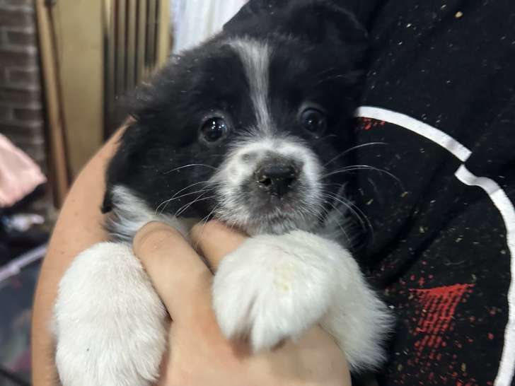 Chiots Berger Australien à vendre