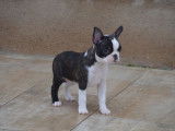 Chiot Boston Terrier bringé et blanc LOF à vendre