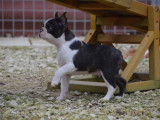 Chiot Boston Terrier bringé et blanc LOF à vendre