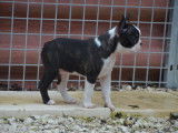 Chiot Boston Terrier bringé et blanc LOF à vendre