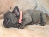 Chiots Bouledogue Français bleus avec Pedigrée