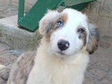 Chiots Berger Australien LOF à vendre