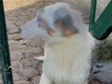 Chiots Berger Australien LOF à vendre