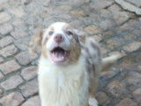 Chiots Berger Australien LOF à vendre