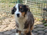 Chiots Berger Australien LOF à vendre