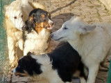 Chiots Berger Australien LOF à vendre