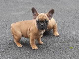 Chiots Bouledogue Français LOF à vendre