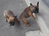 Chiots Bouledogue Français LOF à vendre