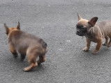 Chiots Bouledogue Français LOF à vendre