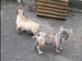 Chiots Bouledogue Français LOF à vendre