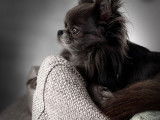 Chihuahua disponible pour saillie