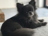 Chihuahua disponible pour saillie
