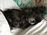 Chihuahua disponible pour saillie