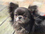 Chihuahua disponible pour saillie