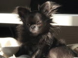 Chihuahua disponible pour saillie