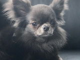 Chihuahua disponible pour saillie