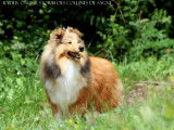 Etalon Berger des Shetland LOF fauve disponible pour saillie