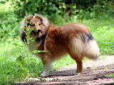 Etalon Berger des Shetland LOF fauve disponible pour saillie