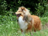 Etalon Berger des Shetland LOF fauve disponible pour saillie