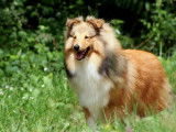 Etalon Berger des Shetland LOF fauve disponible pour saillie