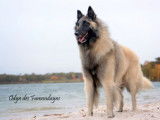 Etalon Berger Belge Tervueren LOF disponible pour saillie