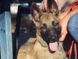 Etalon Berger Belge Malinois LOF disponible pour saillie