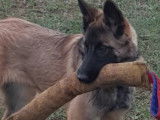 Etalon Berger Belge Malinois LOF disponible pour saillie