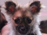 Magnifiques Chihuahuas de pure race à vendre
