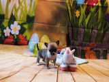 Magnifiques Chihuahuas de pure race à vendre