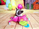 Magnifiques Chihuahuas de pure race à vendre