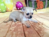 Magnifiques Chihuahuas de pure race à vendre