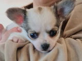 Magnifiques Chihuahuas de pure race à vendre