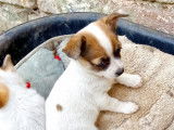 Magnifiques Chihuahuas de pure race à vendre